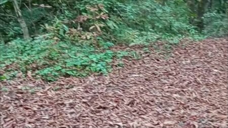 SweetChloe - Outdooor Blowjob