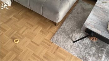 Cat-Coxx - Freifick-Fotze fuer die Nachbarschaft