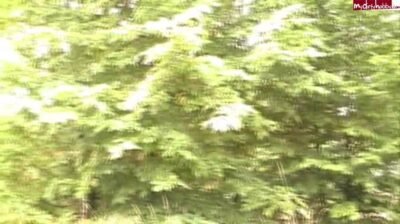 Fickmieze - SelbstFick mit Zuschauern