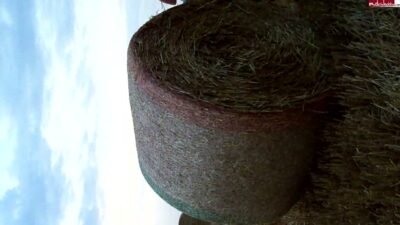 Kokos - Nur mit Caprihose laufe ich um den Strohballen